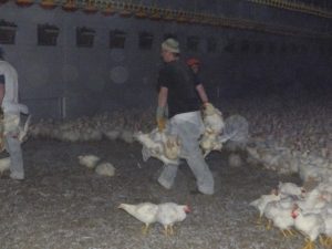Ausstallung einer Plukon FairMast Hühnermast in Holland.